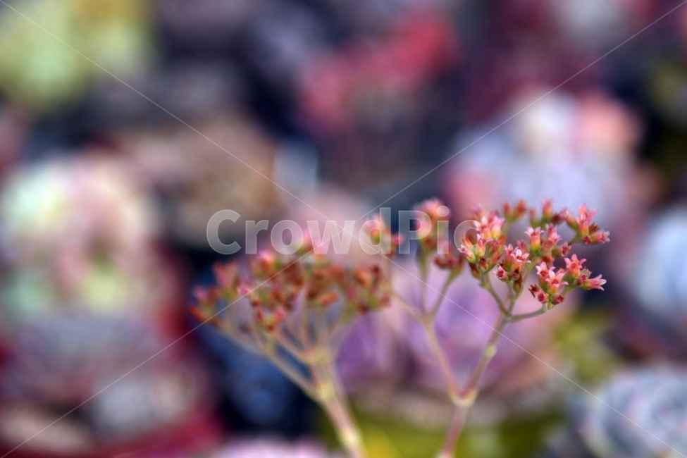 다육이,다육,다육식물,화분,식물,화초,배경,자연,plants,취미,그린,환경,키우기,아름다운,화려한,생명,생활,background,식물,자연,plants,nature