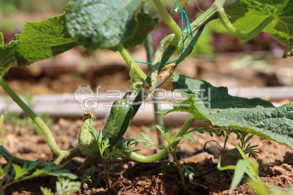 오이,오이모종,유기농,채소,텃밭,식물,텃밭오이,cucumber,cucumberseedlings,vegetable,garden,plant