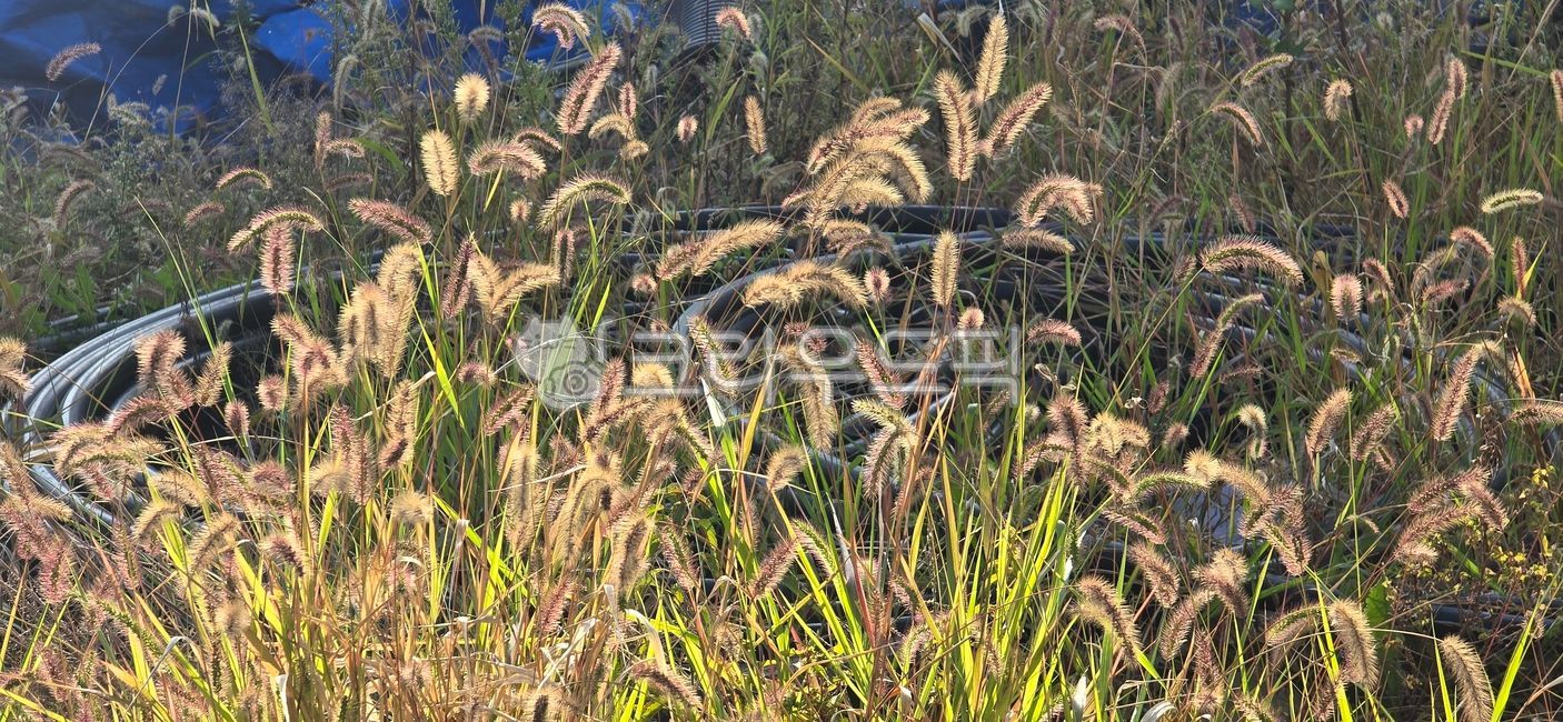 Dog grass,summer background,dog grass background,grass,green