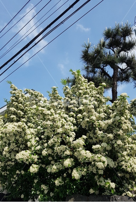 아카시아꽃,꽃,flower,초여름,5월,계절,earlysummer,acacia,하늘,sky,봄,봄날,spring