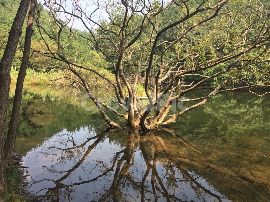 물에비친,나무,호숫가,앙상한,맑은,식물,자연,plants,nature,나무,trees,wood