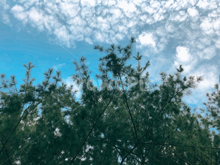 tree,나무,plant,식물,하늘,구름,cloud