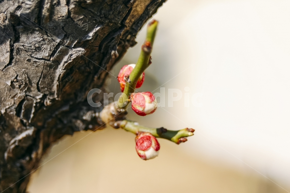 매화나무,꽃망울,새순,bud,shoot,apricottree,blossom,봄,계절,spring,season,식물,자연,plants,nature,꽃,flower,감성,sensible,feeling,tree,나무,plant