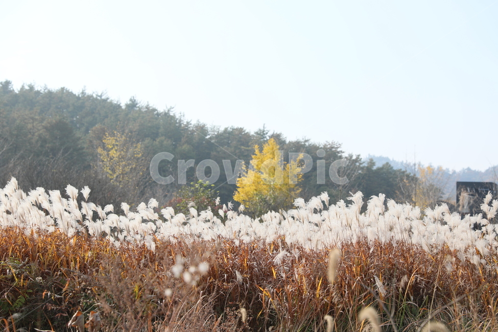 가을,억새,풍경,식물,자연,가을,계절,fall,autumn,season,자연,풍경,nature,landscape,grass,잔디,plant
