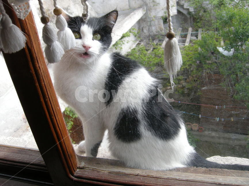 고양이,창문,동물,갈색,창문장식