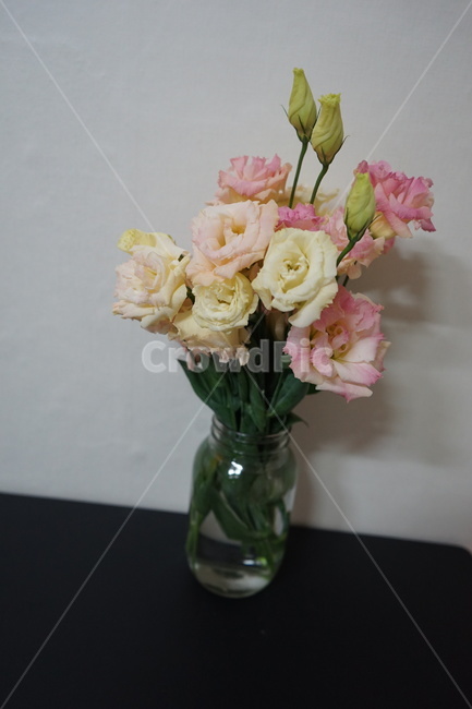 식물,꽃,릴리안셔스,flower,집식물,꽃,flower,실내용화초,화분,화초,house plant,인테리어,실내디자인,interior design