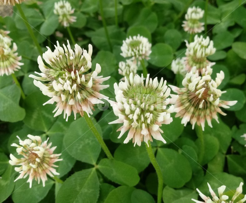 토끼풀,식물,clover,콩과,질소고정식물,흰색꽃