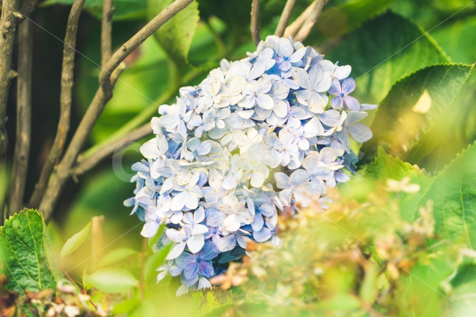 꽃,수국,감성,여름,제주,식물,자연,plants,nature,꽃,flower
