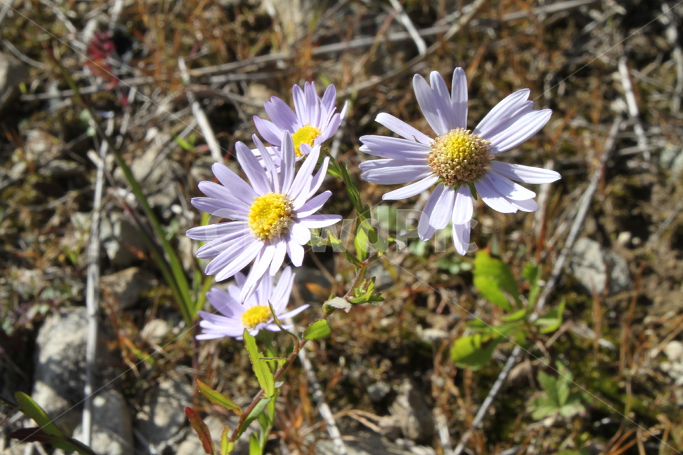 구절초,식물,가을꽃,가을여인,천상의꽃,식물,자연,plants,nature,꽃,flower