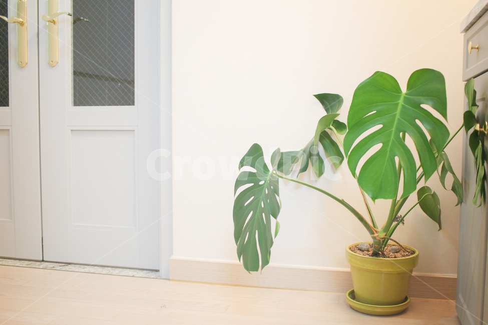 plant,식물,leaf,잎,몬스테라,문,중문,인테리어,인테리어디자인,식물인테리어,실내용화초,화분,화초,house plant