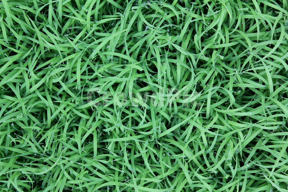 풀,벼,물방울,빗방울,잔디,모내기,농사,논농사,탑앵글,wet,젖은,clean,closeup,drop,farm,field,fresh,grass,green,식물,greenrice,grow,lawn,meadow,nature,nobody,outdoor,pattern,plant,rain,rice,spring,texture,topangle,water,waterdrop,녹색,초록색,그린,봄,탑뷰,물,모,싹,새싹,풀밭,이슬,젖어있는,잔디밭,클로즈업,비오는날,자연,탑,잎,잎사귀,나뭇잎,풀잎,식물,자연,plants,nature