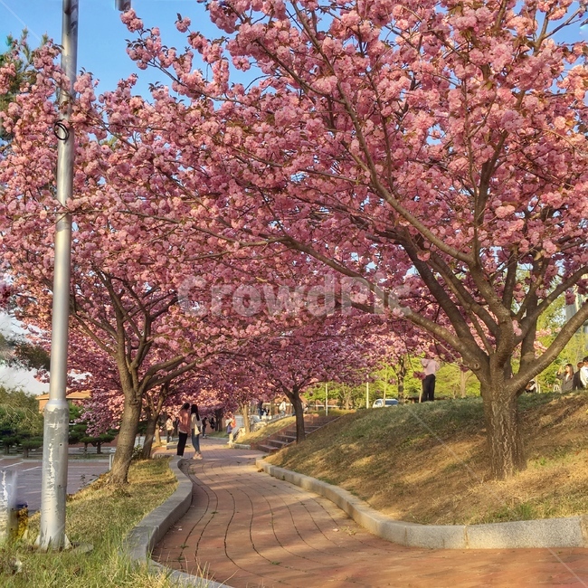 봄,벚꽃,꽃,겹벚꽃,하늘,벚나무,봄,계절,spring,season,자연,풍경,nature,landscape,plant,식물
