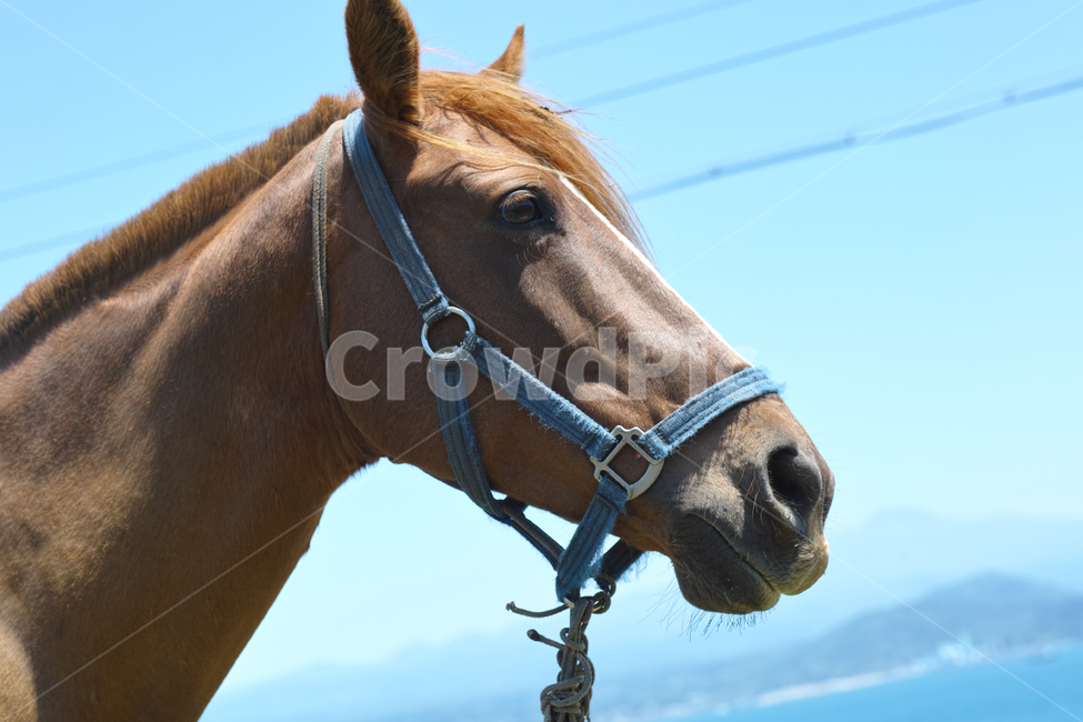 말,동물,horse,콜트호스,animal,포유류,colthorse,동물,animal,포유류,mammal