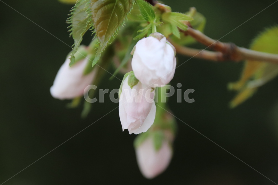 꽃,벚꽃,꽃나무,자연,봄,봄,계절,spring,season,식물,자연,plants,nature,꽃,flower,plant