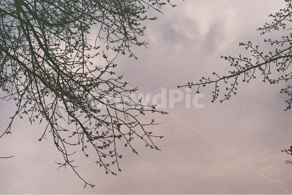 자연,하늘,나무,새싹,봄,sky,tree,spring,감성사진,필름사진,자연,풍경,nature,landscape,bird,새,flying,나는,animal,동물
