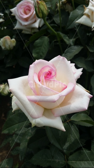 꽃,자연,계절,플라워,아름다움,색감,개화,flower