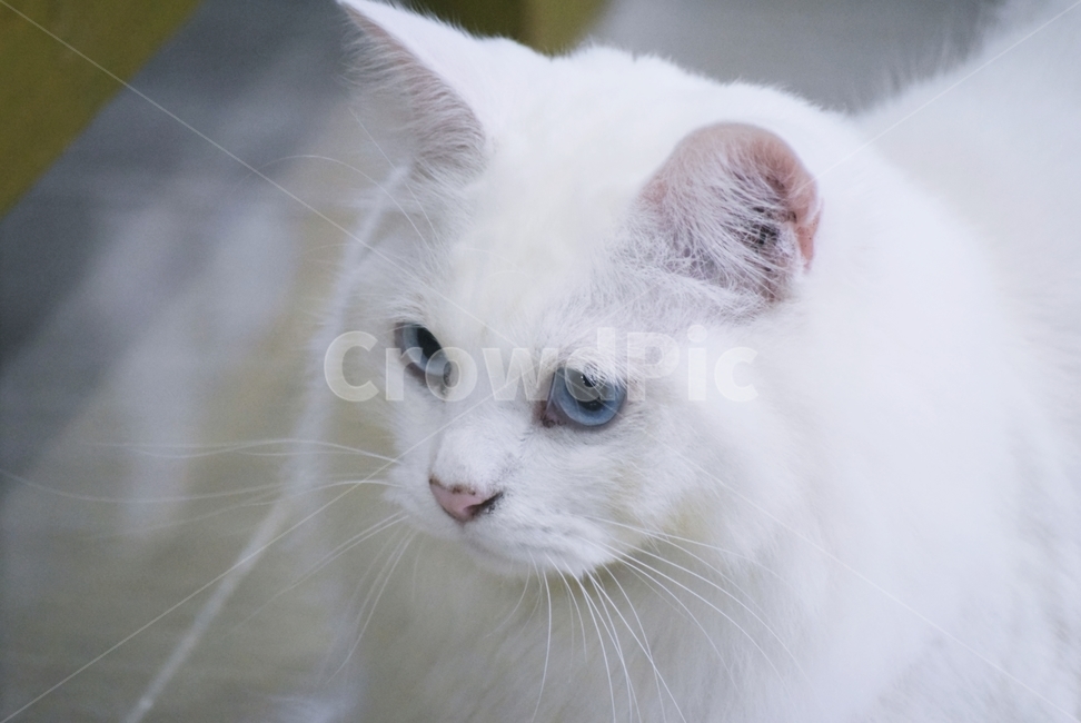 mammal,포유류,animal,동물,pet,애완동물,angora,앙고라,cat,고양이,동물,animal,포유류,mammal,고양이,cat,kitten,kitty