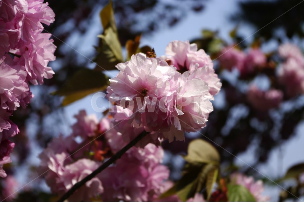겹벚꽃,식물,flower,plants,nature,꽃,꽃봉오리,color,봄,계절,spring,season,식물,자연,plants,nature,꽃,flower,plant,blossom