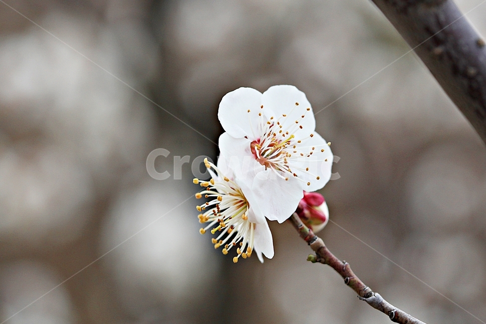 살구꽃,꽃,살구나무,자연,배경,봄,계절,spring,season,식물,자연,plants,nature,꽃,flower,plant