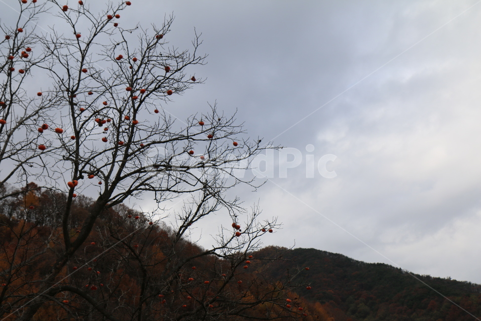 식물,농촌,자연,지방,가을,감성,plant,ruralarea,nature,area,autumn,sensibility,감,persimmon,하늘,sky,구름,cloud