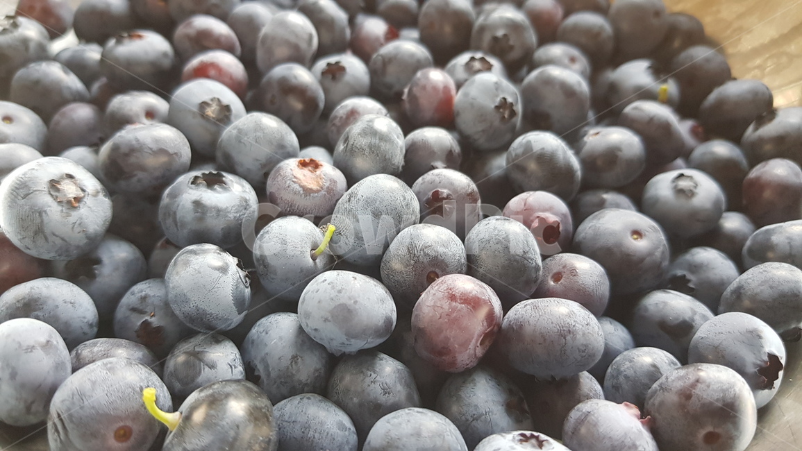 Sweet and sour,Fruit,harvesting,orchard,fruit,Blueberries