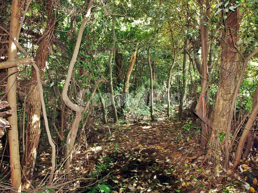 소낭밭숲길,올레3코스,올레,제주,서귀포,올레길,숲길,자연,식물,자연,plants,nature,나무,trees,wood