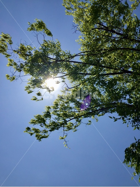 봄,햇살,나무,하늘,자연,nature,plants,식물,자연,plants,nature