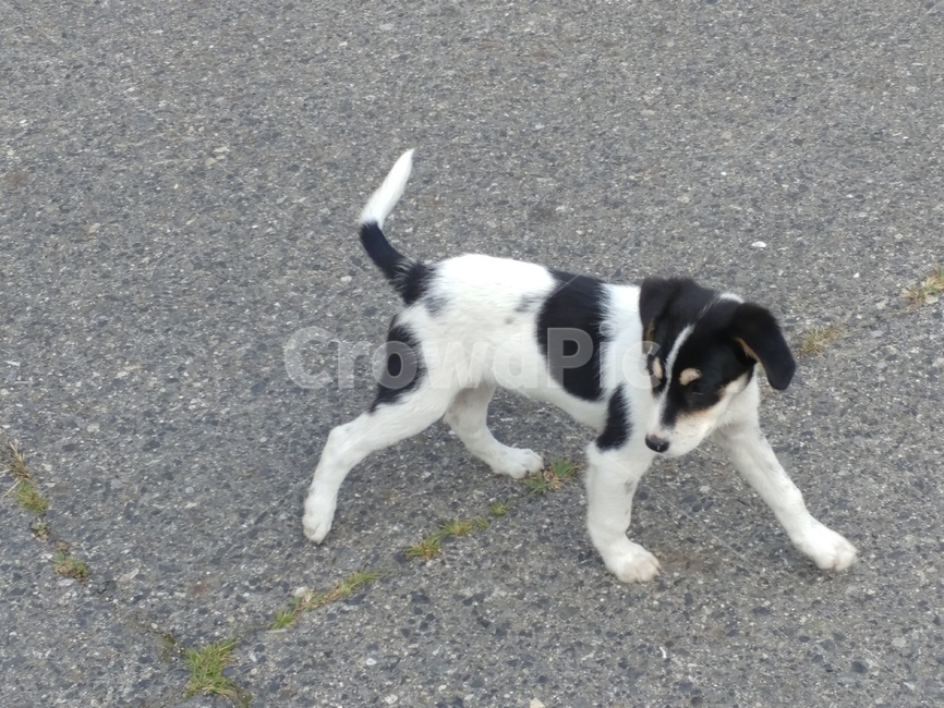 개,강아지,동물,dog,가축,견