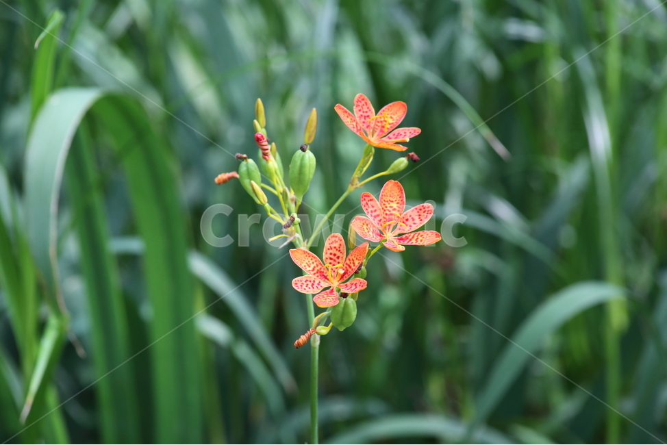 범부채,꽃,여름,범부채꽃,blackberrylily