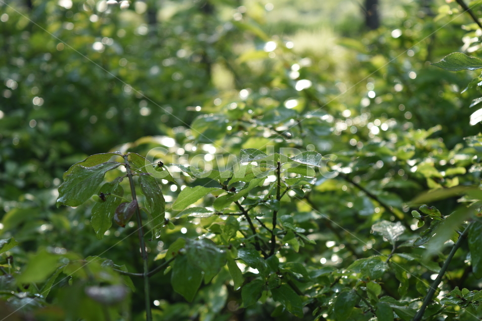 풀,자연,이슬,보케,nature,grass,water,dew,식물,자연,plants,nature,휴식,힐링,rest,relaxation,healing