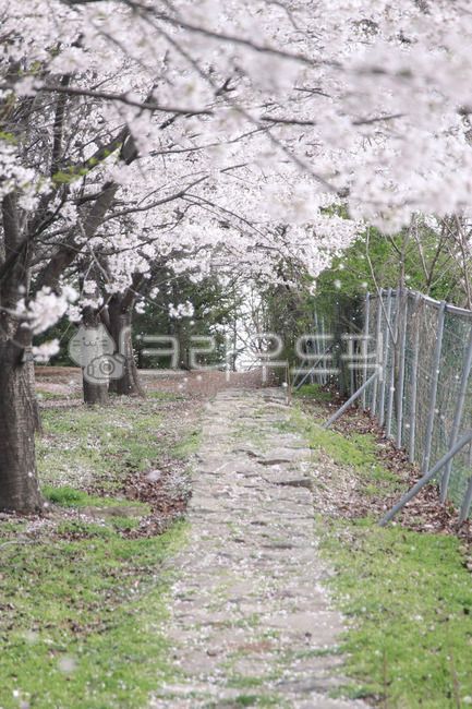 cherry,Cherry Blossom,cherry blossom rain,cherry blossom tree,spring flowers,spring,trail,cherry blossom petals,Cherry Blossom Tunnel,Cherry Blossom Ending,cherry blossom road,road,walking path