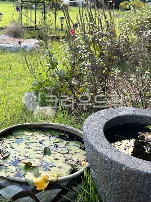 pond, 연못, nature, 자연, outdoors, 사진,이미지,일러스트,캘리그라피 - khaki작가
