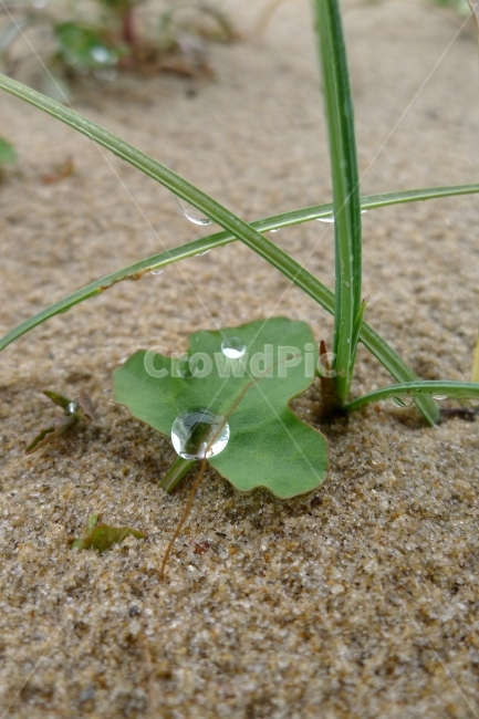 물방울,빗방울,맺힌,이슬,풀잎,풀,풀잎위물방울,식물,자연,plants,nature