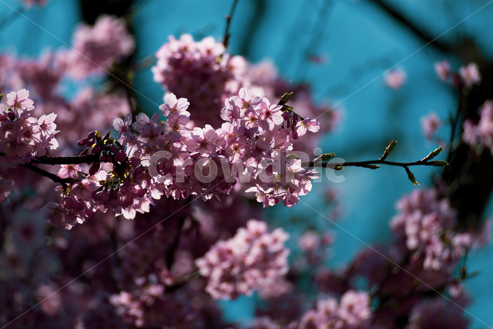 봄,꽃,벚꽃,꽃놀이,공원,봄,계절,spring,season,식물,자연,plants,nature,꽃,flower,plant,blossom