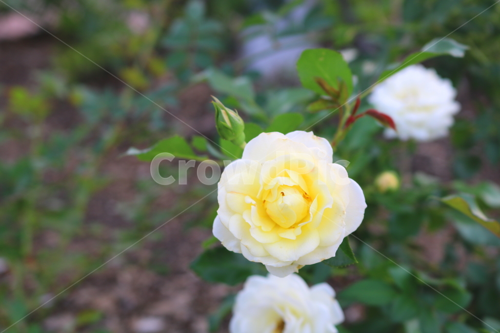 장미,장미꽃,꽃,식물,자연,바닐라보니카,흰장미,원예,식물,자연,plants,nature,꽃,flower