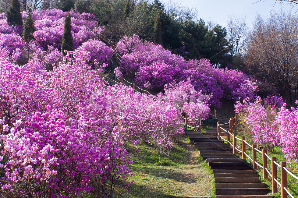 plant,식물,진달래,꽃,진달래꽃,분홍꽃,부천,진달래동산,동산,들판,azalea,azaleaflower,flower,bucheon,korea,봄꽃,봄,spring,자연,풍경,nature,landscape
