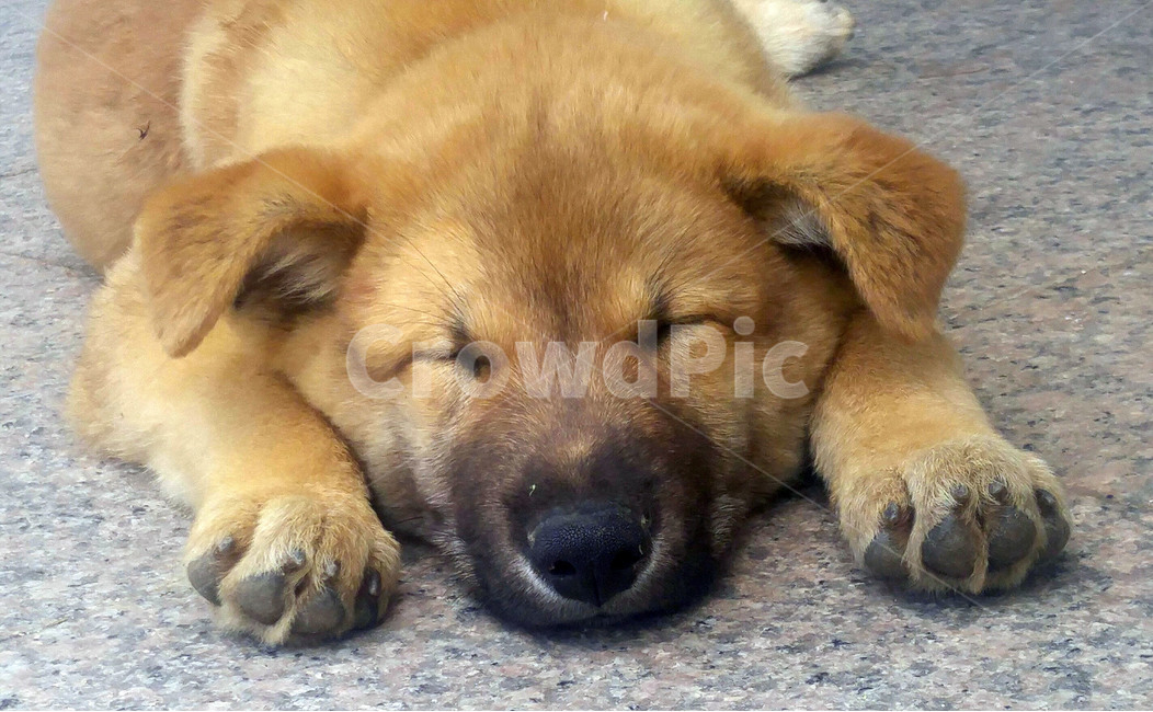 강아지,잠자는,개,얼굴,진돗개,동물,animal,포유류,mammal,개,강아지,dog,doggy