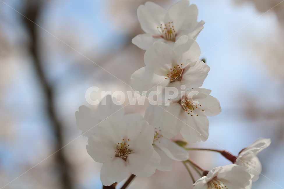 벚꽃,꽃,봄,분홍색,하얀색,갈색,계절,색깔,식물,자연,cherryblossom,pink,brown,white,flower,spring,season,color,plant,nature,봄,계절,spring,season,식물,자연,plants,nature,꽃,flower,blossom