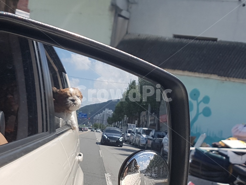강아지,시추,시츄,댕댕이,반려견,바람맞았개,사이드미러,산책,dog,pet,shistzu,동물,animal,포유류,mammal,개,강아지,dog,doggy