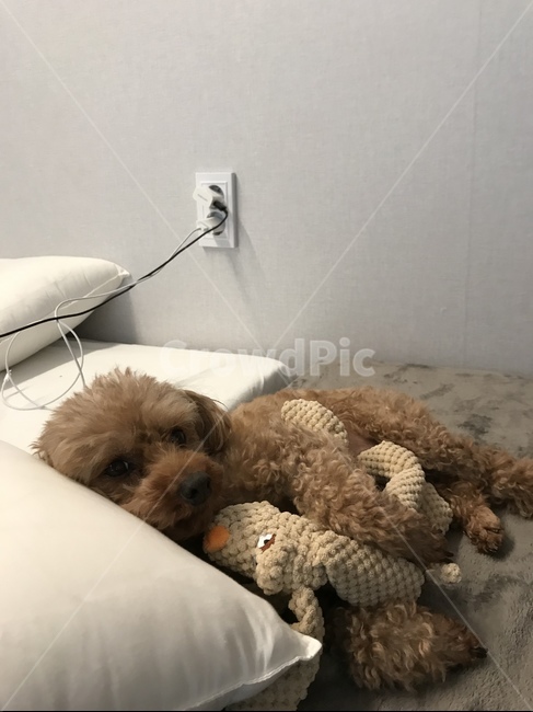 반려견,반려동물,귀여운강아지,푸들,인형