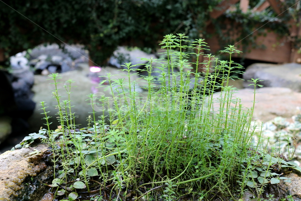물수세미,수세미,식물,수생식물,개미탑과,자연,식물원,식물,자연,plants,nature