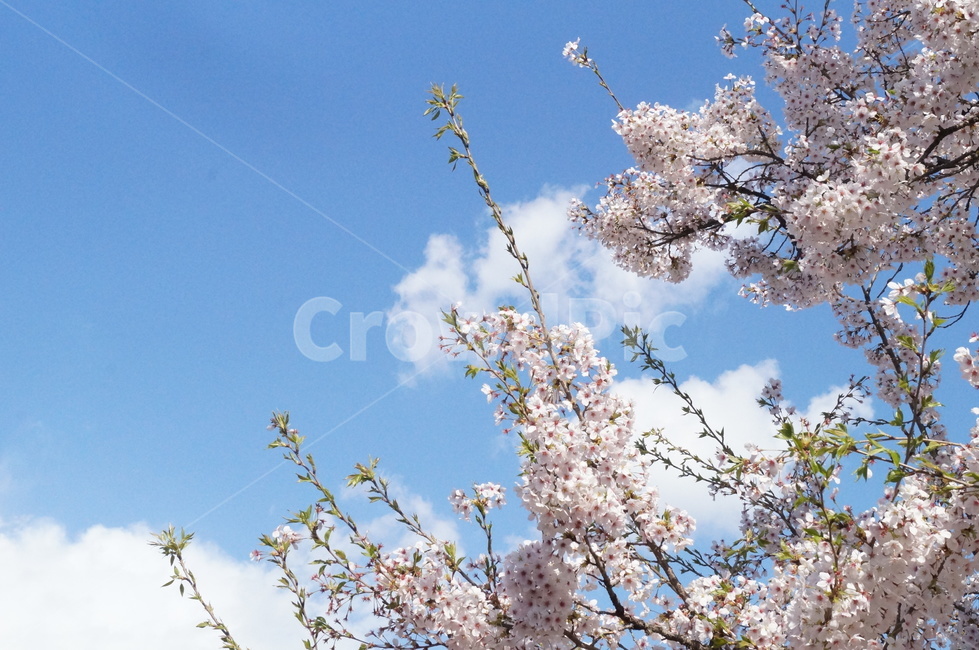 벚꽃,꽃놀이,풍경,하늘,구름,flowers,sky,nature,봄,계절,spring,season,식물,자연,plants,nature,꽃,flower,plant,blossom