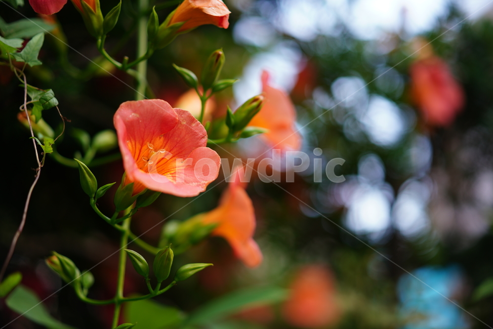 능소화,꽃,플라워,색감,주황,식물,생물,생명,flower,컬러