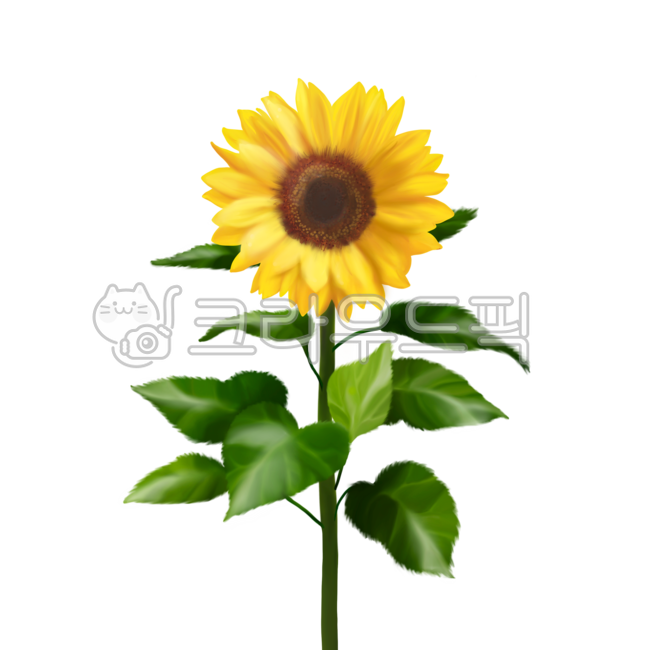 yellow,One bunch,sunflower,summer,flower