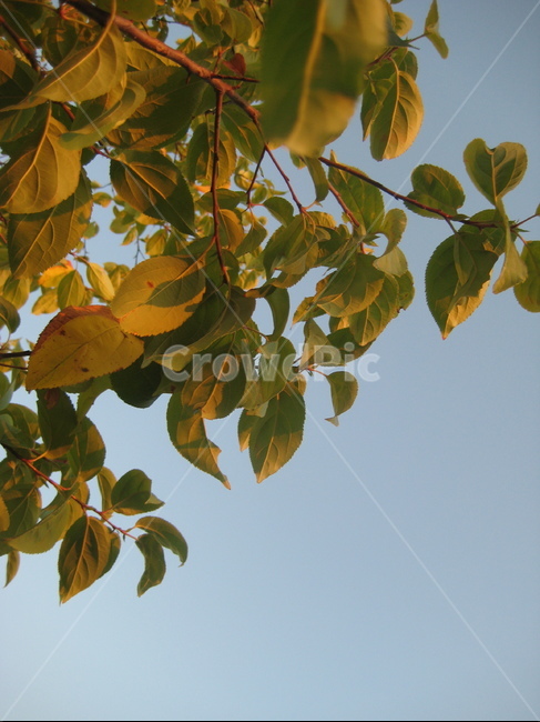 나뭇잎,잎,잎사귀,leaf,식물,나무,하늘,자연,식물,자연,plants,nature