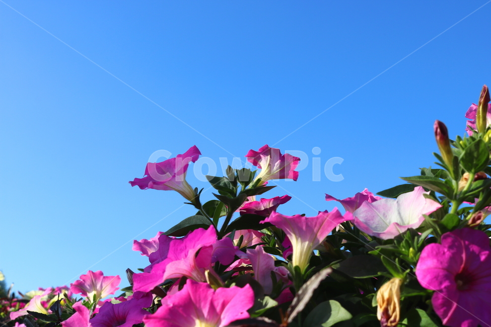 꽃,페튜니아,페튜니아꽃,식물,자연,페츄니아,분홍꽃,식물,자연,plants,nature,꽃,flower