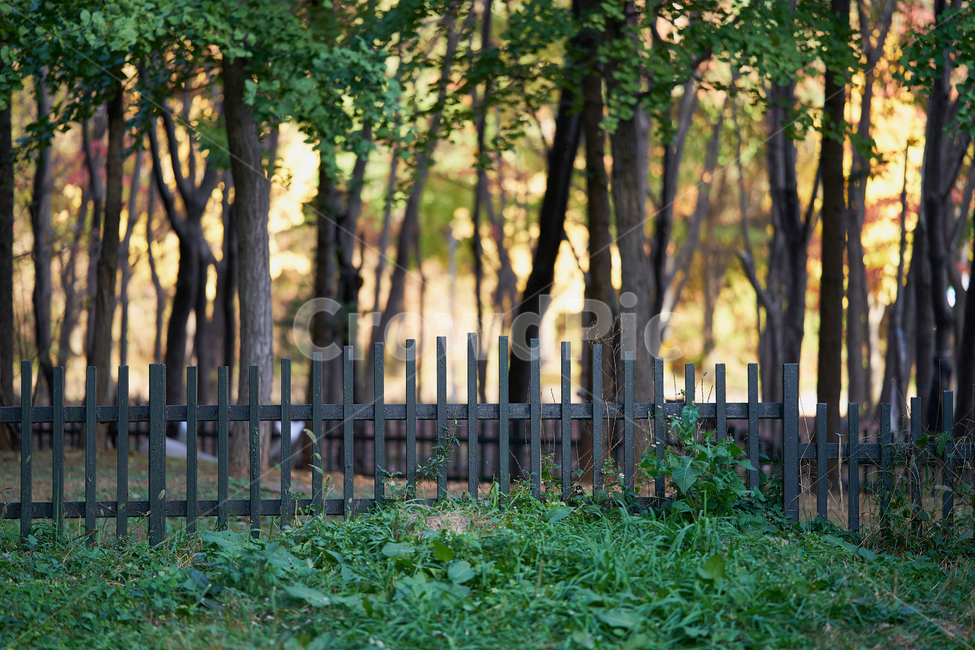 나무,식물,plant,울타리,구조,tree,자연,풍경,nature,landscape,식물,plants,나무,trees,wood