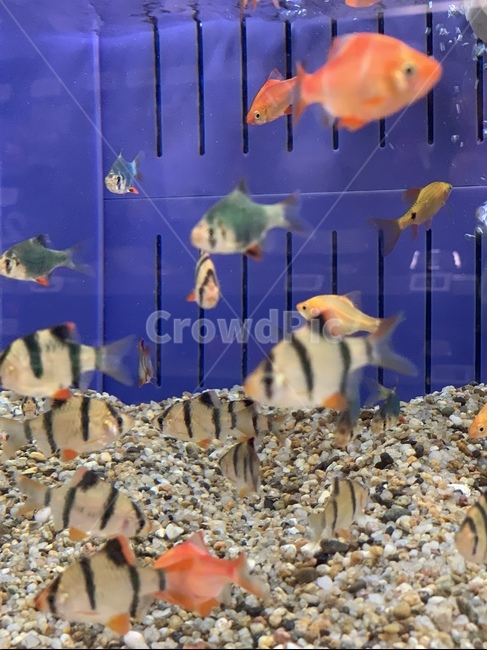 물고기,피쉬,어항,어항속물고기,열대어,동물,animal,어류,물고기,fish