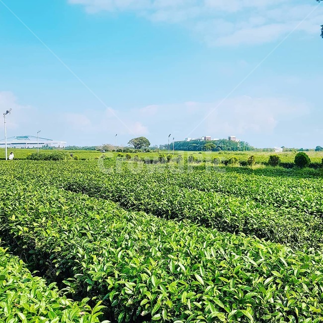 nature,자연,녹차밭,녹차,greentea,green,초록,밭,들,field,자연,풍경,nature,landscape,outdoors,옥외