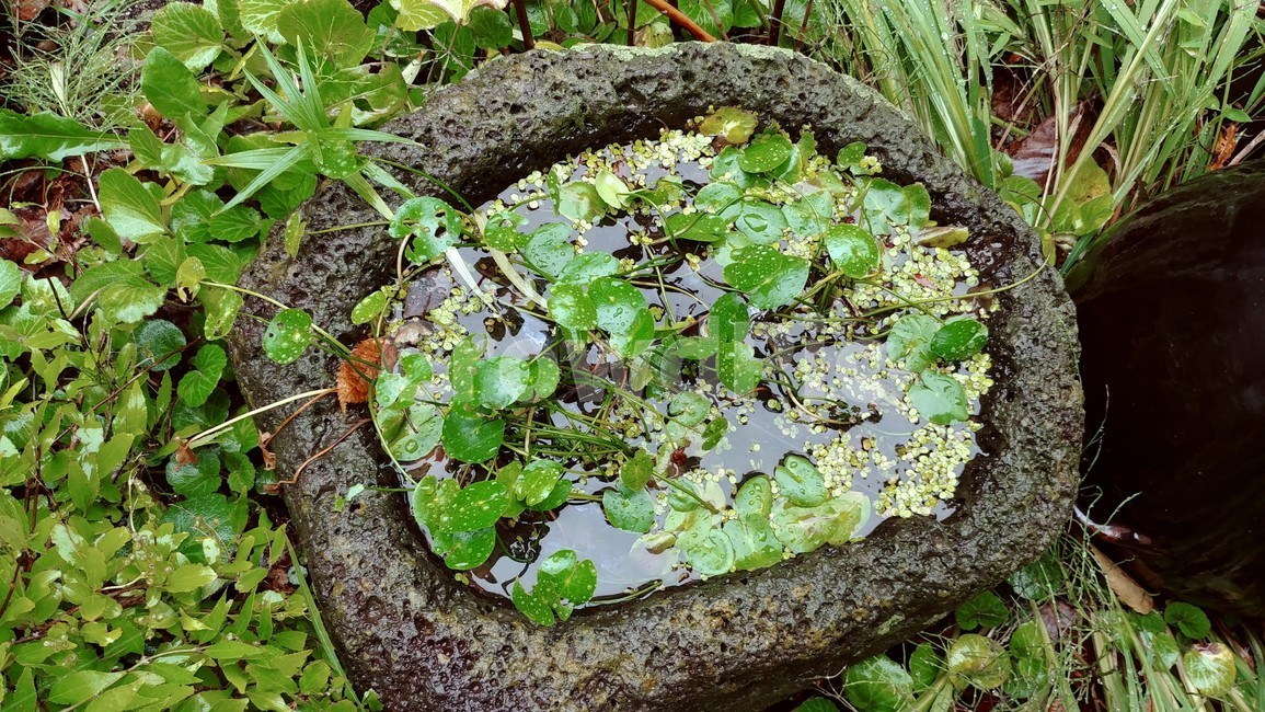 plant,식물,land,옥외,잎,식물,자연,plants,nature